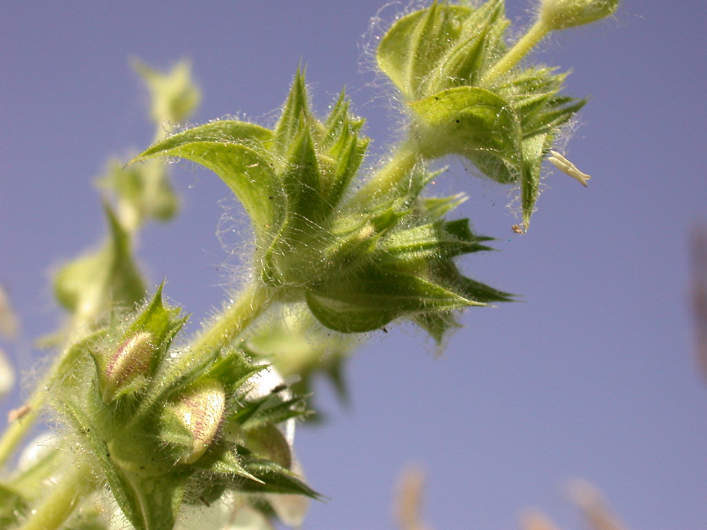 Salvia argentea (quiz)